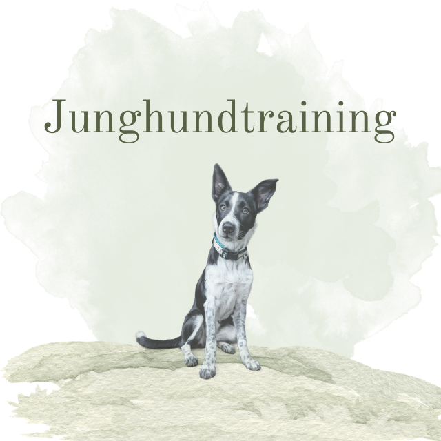 Junghundetraining