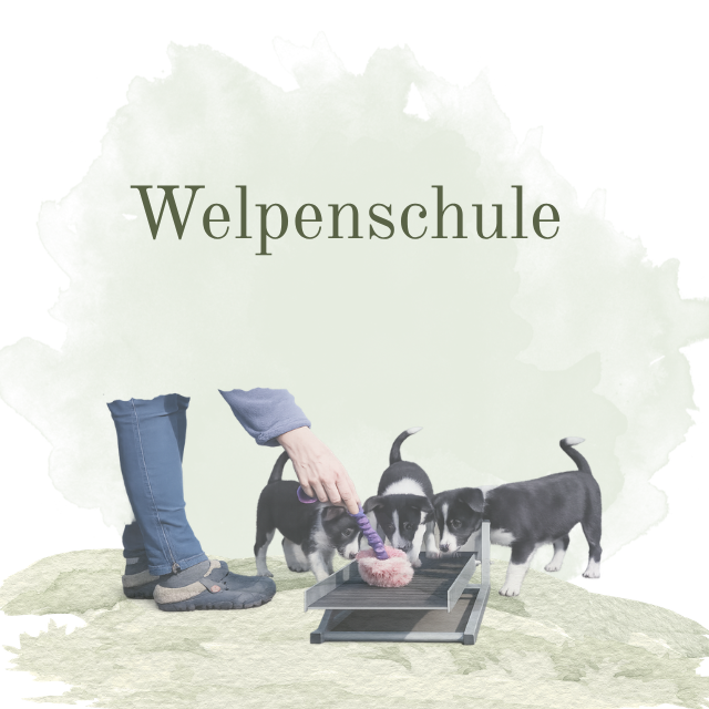 Welpenschule